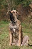 FILA BRASILEIRO 188